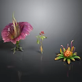 Vibrant Diverse Plants Featuring Purple Red And Orange Flowers On Black Background