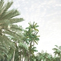 Modern Palm Tree Coconut Grove 3d model