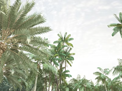 Lush Arbor Trees With Green Foliage Under Sunlit Sky In Natural Forest Area 3d model