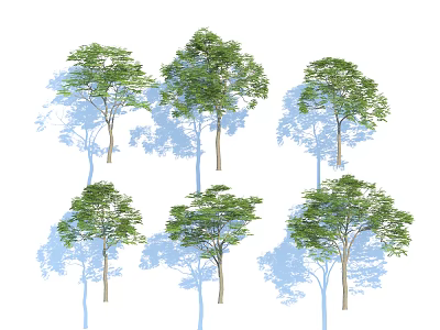 Green Canopy Arbor Trees With Brown Trunks And Blue Shadows 3d model