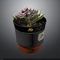 Small Succulent Plant in Gray Black Pot with Red Base and Label