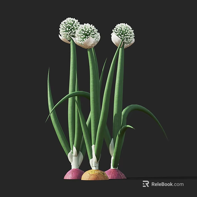 Fresh Onion Flowers With Green Stems White Blooms And Colorful Bulbs 3d model 