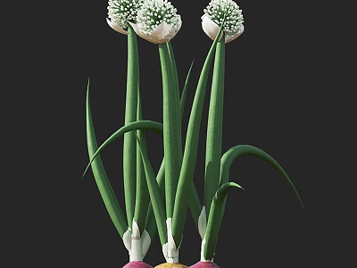 Fresh Onion Flowers With Green Stems White Blooms And Colorful Bulbs 3d model