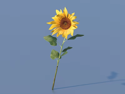 Beautiful Sunflower with Yellow Petals Brown Disk Green Leaves and Stem on Blue Background 3d model