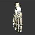 Medical Device 3D Rendered Foot Bone Model Anatomical Skeletal Structure for Orthopedic Education