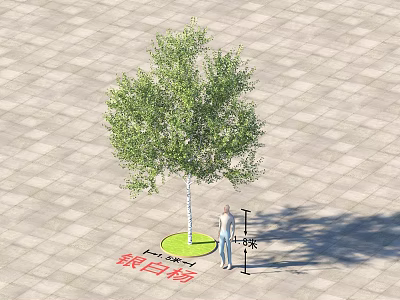 Modern Silver White Poplar Silver White Poplar Plants 3d model Modern Silver White Poplar Silver White Poplar Plants 3d model