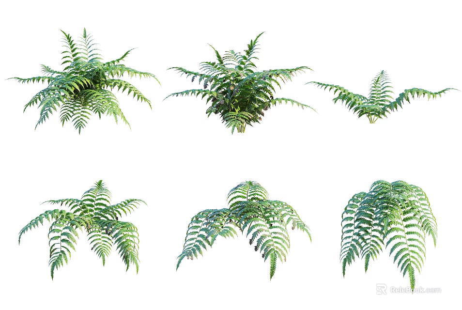 Different Types of Fresh Green Ferns in Various Shapes Isolated on White 3d model 