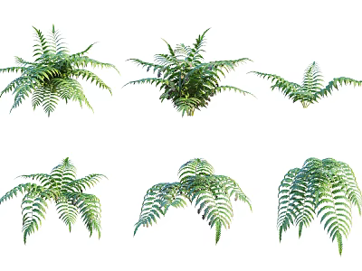 Different Types of Fresh Green Ferns in Various Shapes Isolated on White 3d model