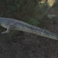 Wild Crocodile In Natural Wetland Habitat With Long Snout And Scales