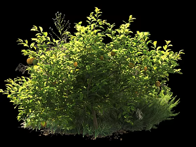 Lush Green Shrub With Vibrant Yellow Fruits And Fresh Leaves In Garden 3d model