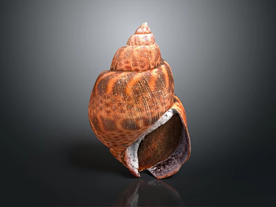 Detailed Seashell Animal With Spiral Shape And Orange Brown Pattern On Dark Background 3d model