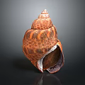 Detailed Seashell Animal With Spiral Shape And Orange Brown Pattern On Dark Background