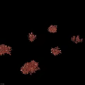 Decorative Aquatic Plants With Red And Brown Leaves In Various Shapes