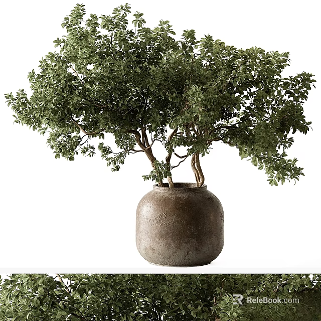 Ornamental Decor Set with Lush Green Plant in Rustic Clay Pot and Multiple Trunks 3d model 