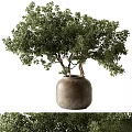 Ornamental Decor Set with Lush Green Plant in Rustic Clay Pot and Multiple Trunks
