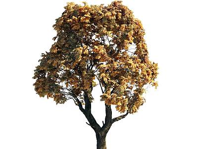 Vibrant Autumn Tree With Dark Trunk Golden Orange Leaves And Lush Canopy 3d model