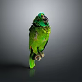 Beautiful Green Parrot Standing On Dark Reflective Surface With Gray Background
