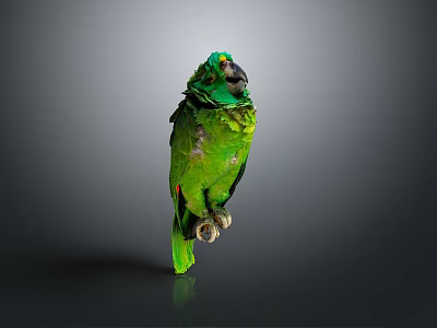 Beautiful Green Parrot Standing On Dark Reflective Surface With Gray Background 3d model