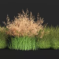 Herbaceous Crops With Central Light Brown And Surrounding Green Grass