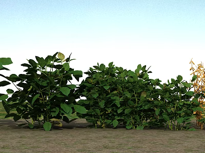 Fresh Green Vegetable Plants Growing In Garden With Lush Leaves And Healthy Stems 3d model