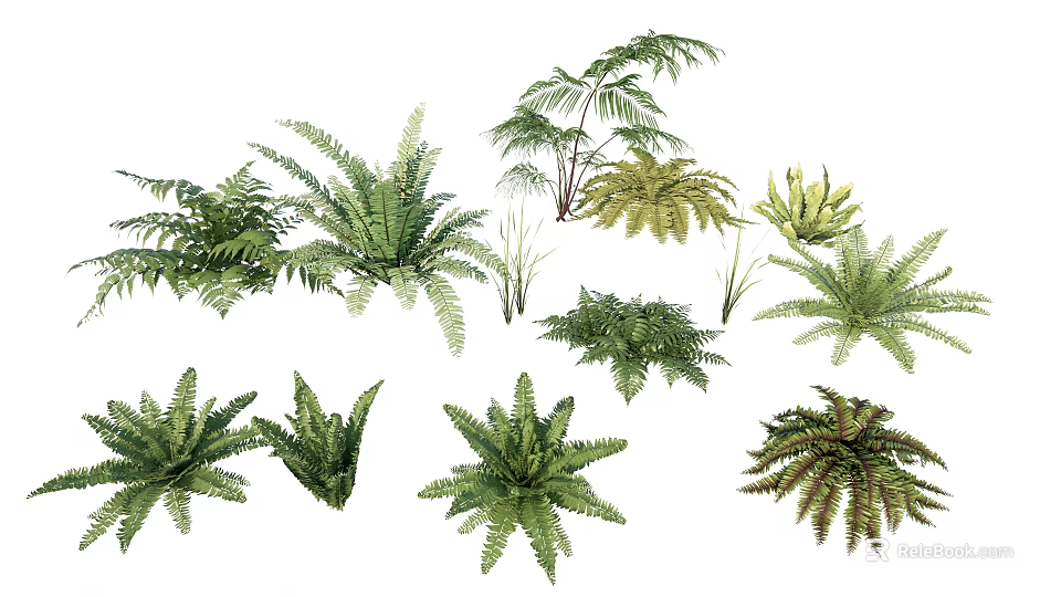 Various Green Ferns Different Types Of Lush Foliage For Home Decor 3d model 