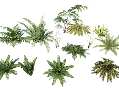 Various Green Ferns Different Types Of Lush Foliage For Home Decor 3d model