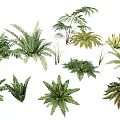 Various Green Ferns Different Types Of Lush Foliage For Home Decor