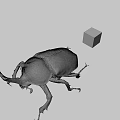 Large Brown Beetle And Multicolored Rubik's Cube On Gray Background