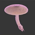 Green Capped Mushroom With Brown Spots And White Stem On Dark Background