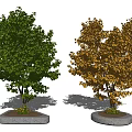 Modern Tree Landscape Tree Garden Tree 3d model