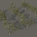 Row of Arbor Trees with Green Leaves and White Trunks in Landscape