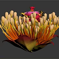 Vibrant Blooming Plant With Red Center Yellow Buds And Red Yellow Leaves
