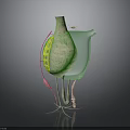 Anatomical Organ Structure With Hair Like Fibers And Green Pink Features