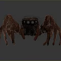 Brown Hairy Spider With Multiple Long Legs And Black Eyes