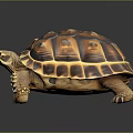Brown Orange Patterned Tortoise with Scaly Legs on Dark Reflective Background