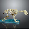 Detailed Animal Skeleton Model On Blue Base Showing Anatomical Structure Features 3d model