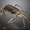 Fresh Crab With Purple Brown Shell And Light Colored Claws On Dark Smooth Surface