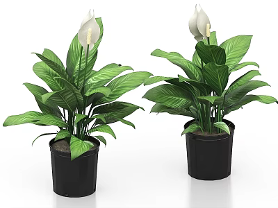 Two Potted Plants With Green Leaves And White Flowers In Black Pots 3d model