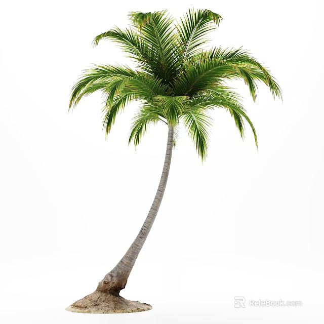 Tall Palm Tree With Slender Curved Trunk And Green Lush Fronds 3d model 
