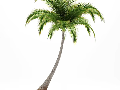 Tall Palm Tree With Slender Curved Trunk And Green Lush Fronds 3d model