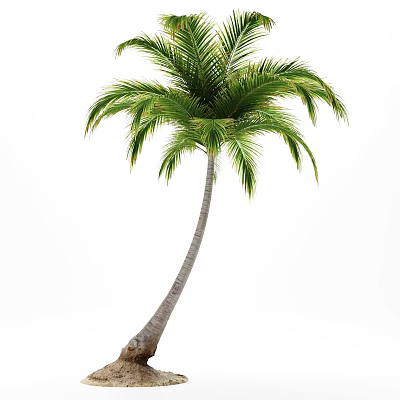 Tall Palm Tree With Slender Curved Trunk And Green Lush Fronds 3d model