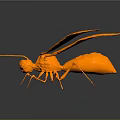 Orange Insect With Large Wings On Dark Reflective Background Surface