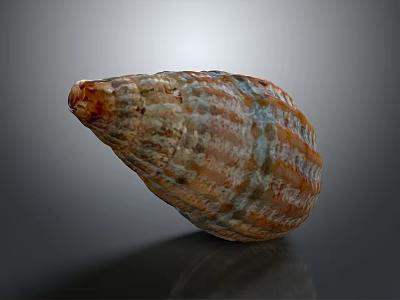 Decorative Ornament Set Natural Shell With Colorful Striped Pattern Textured Glossy Surface Home Decor 3d model