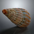 Decorative Ornament Set Natural Shell With Colorful Striped Pattern Textured Glossy Surface Home Decor