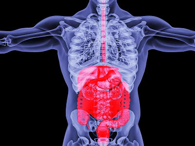 Advanced Medical Device for 3D Highlighted Human Abdominal Organs Visualization 3d model