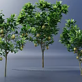 Tall Fruit Bearing Trees with Lush Green Leaves and Ripe Fruits on Branches