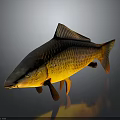Golden Carp With Orange Fins And Tail Shiny Scales On Dark Background With Reflection