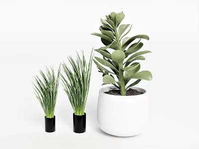 Green Leafy Potted Plants in Black and White Pots for Home Interior Decor 3d model