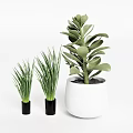Green Leafy Potted Plants in Black and White Pots for Home Interior Decor