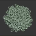 Tall Green Pine Tree With Dense Foliage Isolated On Gray Background